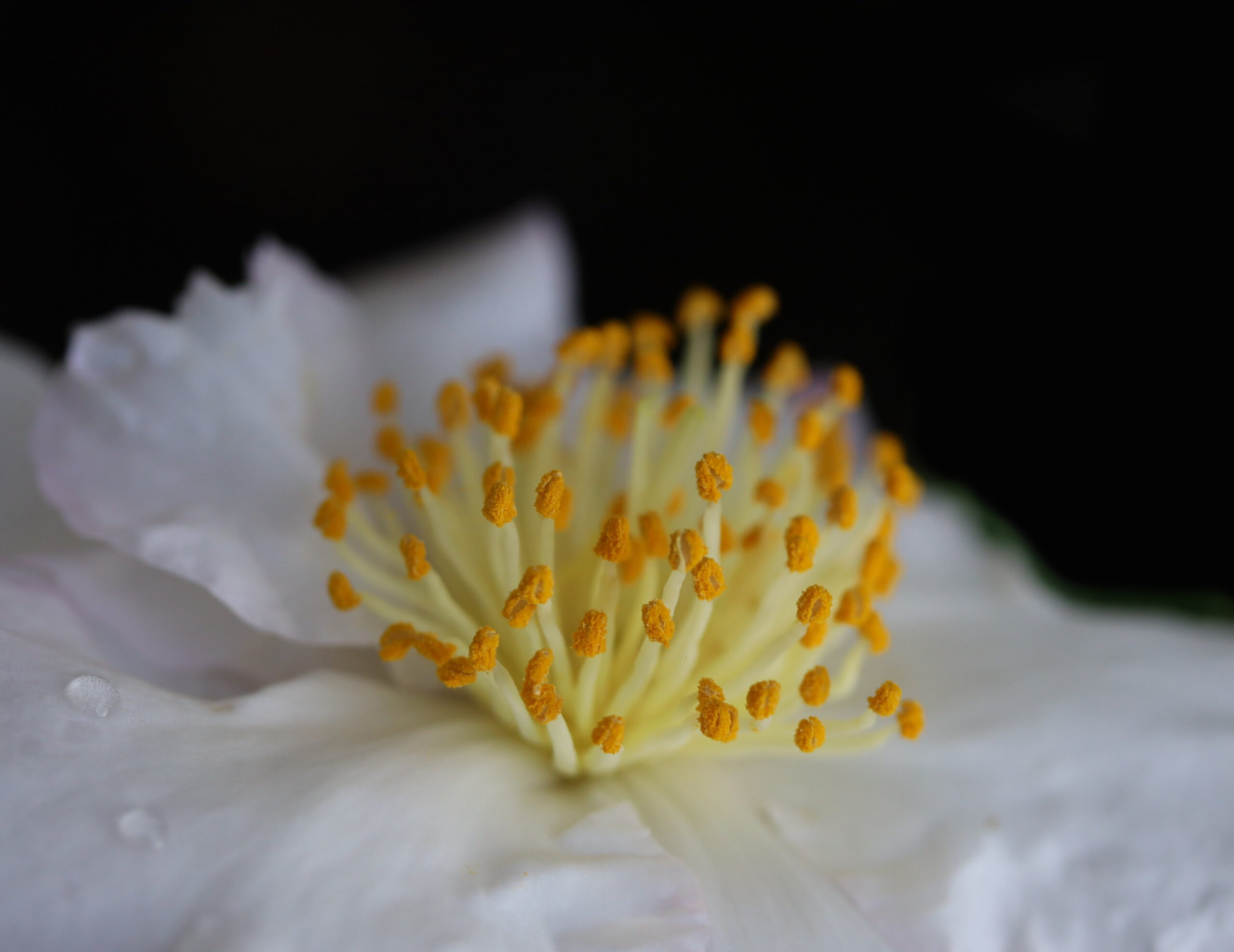 An  open poppy with soft petals 