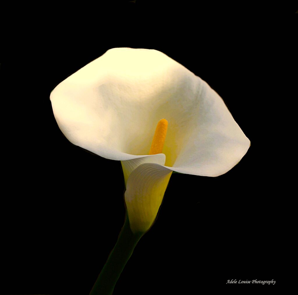 A beautiful lily in sunlight 